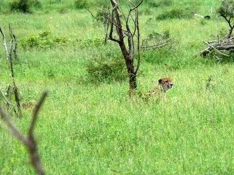 Image of Namibian cheetah