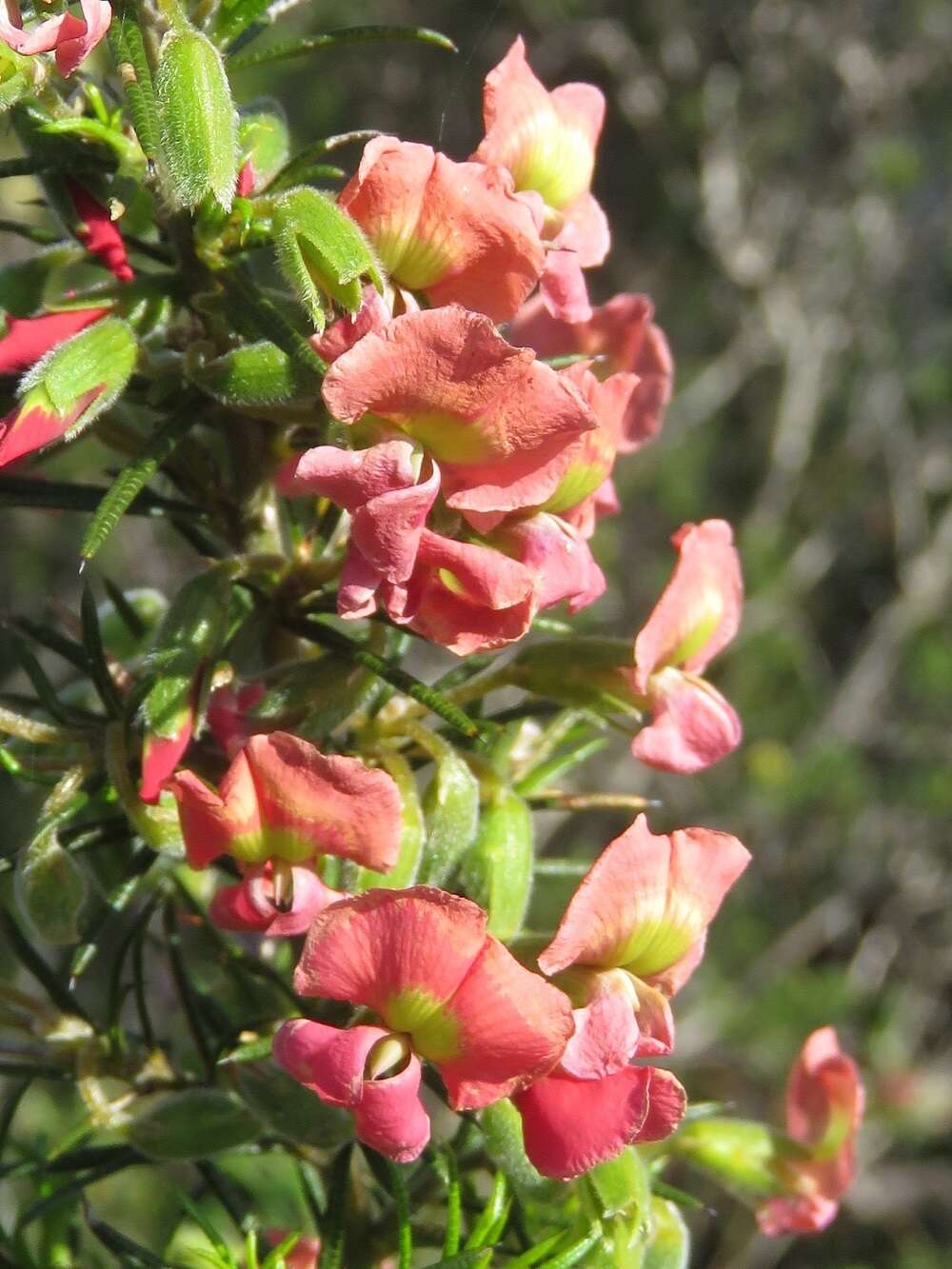 Image of Chorizema aciculare (DC.) A. W. Hill