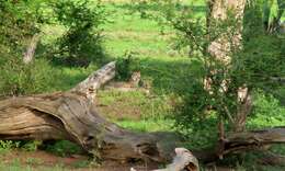 Image of Namibian cheetah