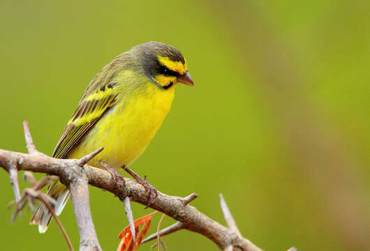 Image of Crithagra mozambica granti (Clancey 1957)