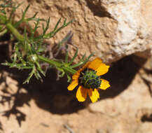 Image of Adonis dentata Delile