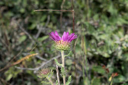 Sivun Xanthisma gymnocephalum (DC.) D. R. Morgan & R. L. Hartm. kuva