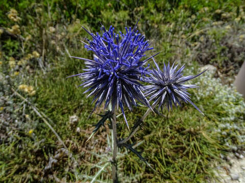 Image of Echinops spinosissimus subsp. bithynicus (Boiss.) Greuter