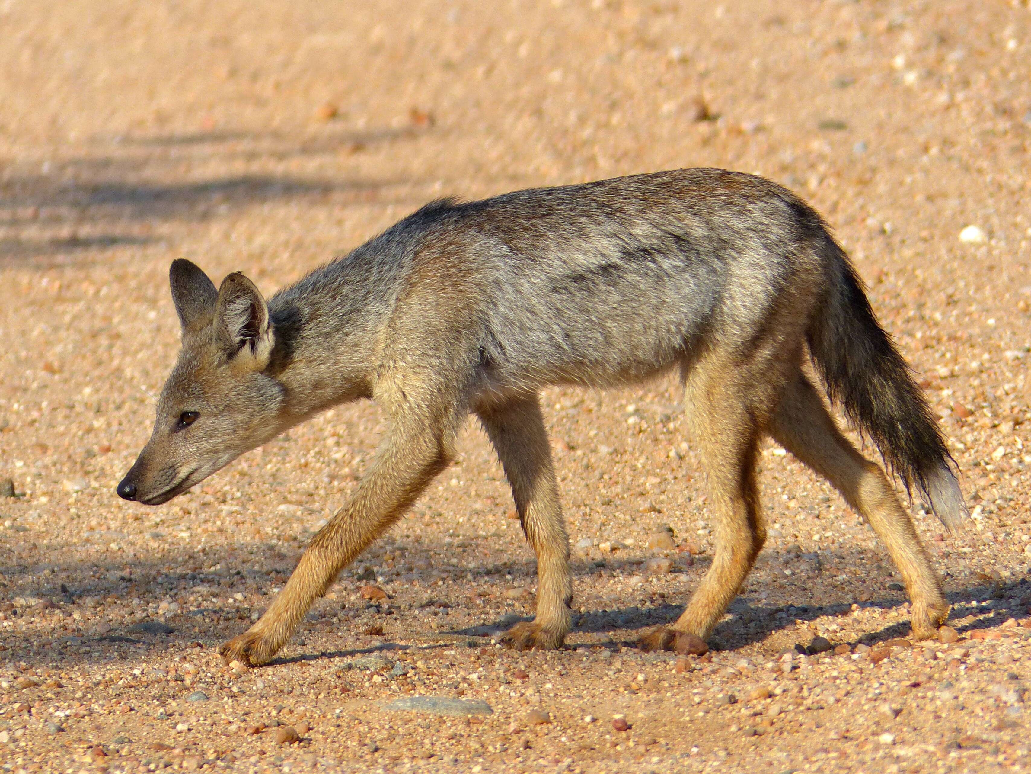 Image of Side-striped Jackal