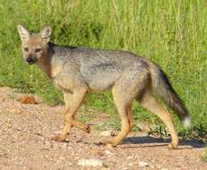 Image of Side-striped Jackal