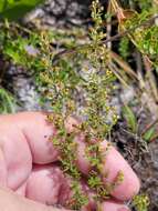 Image of Spreading Pinweed