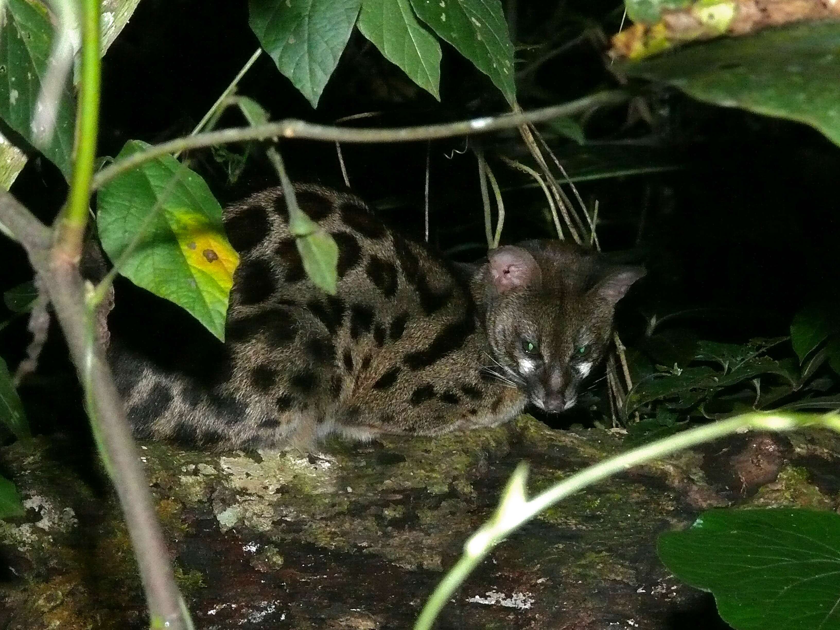 Image of Common Genet