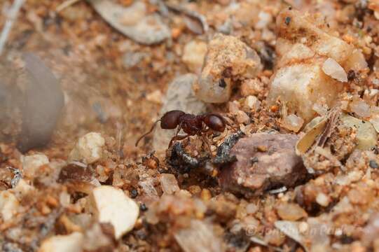 Image of Pogonomyrmex pima Wheeler 1909