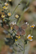 Image of Tanacetum balsamitoides Sch. Bip.