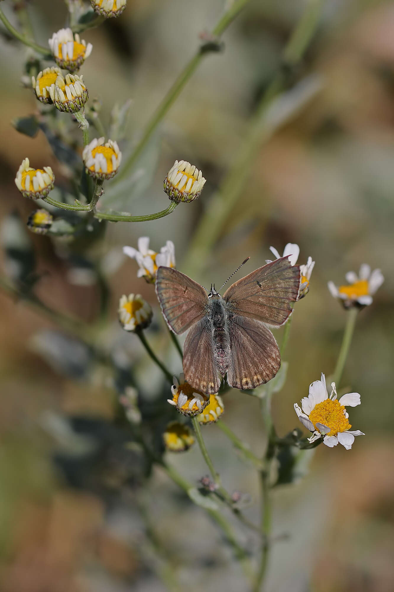 Tanacetum balsamitoides Sch. Bip. resmi