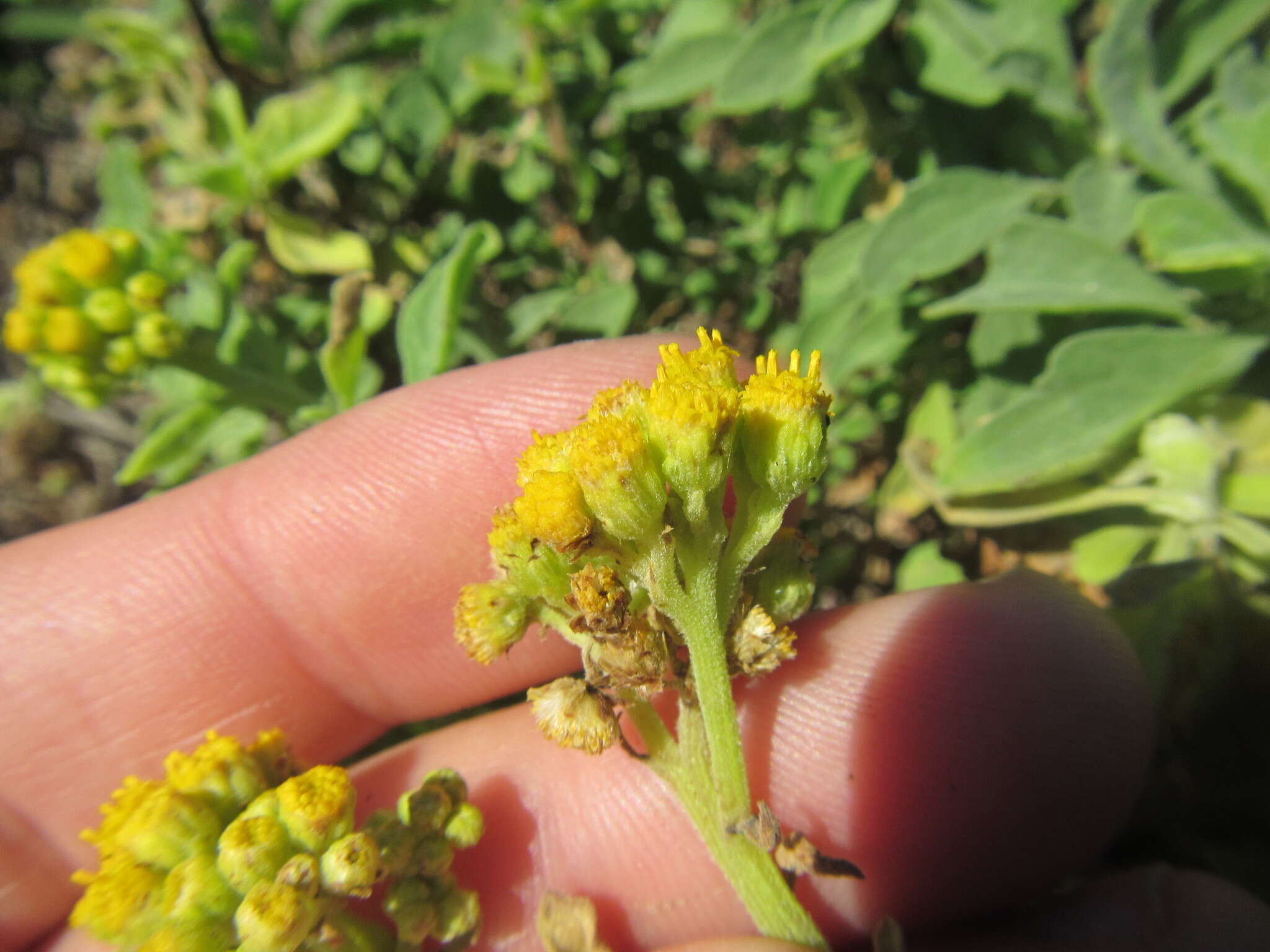 Image of Nidorella auriculata DC.