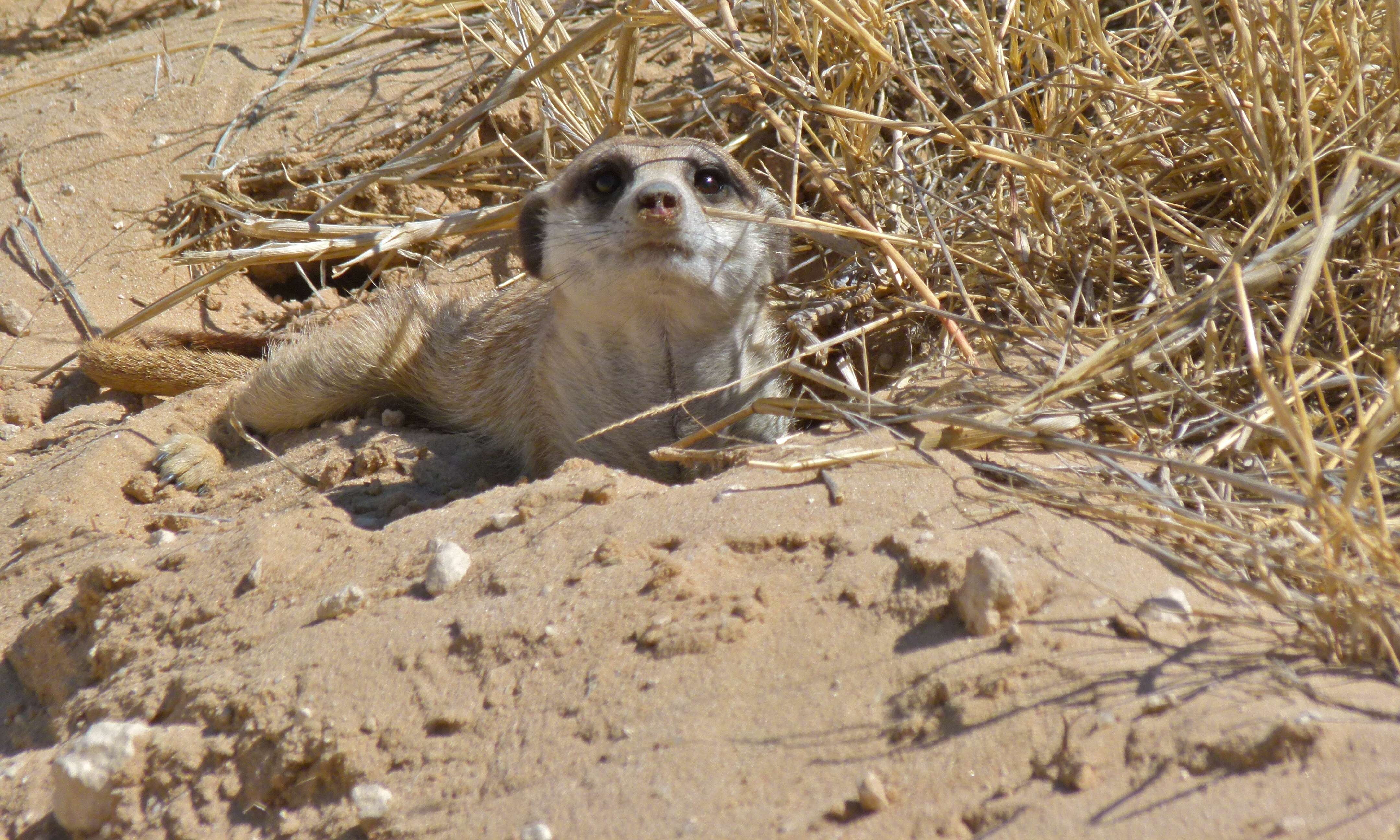 Image of Suricata Desmarest 1804