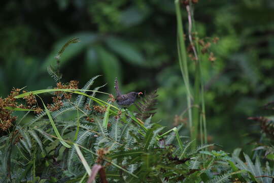 Plancia ëd Prinia bairdii (Cassin 1855)