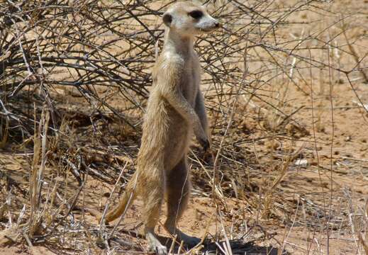 Image of Suricata Desmarest 1804