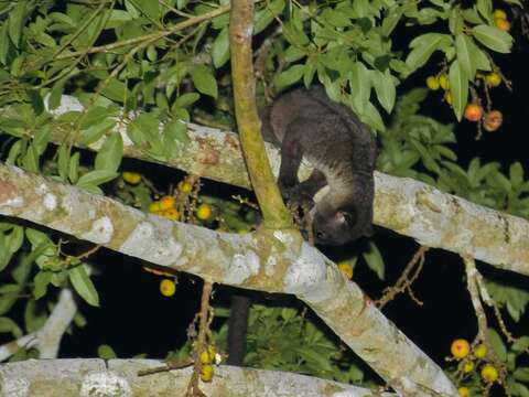 Image of small-toothed palm civet