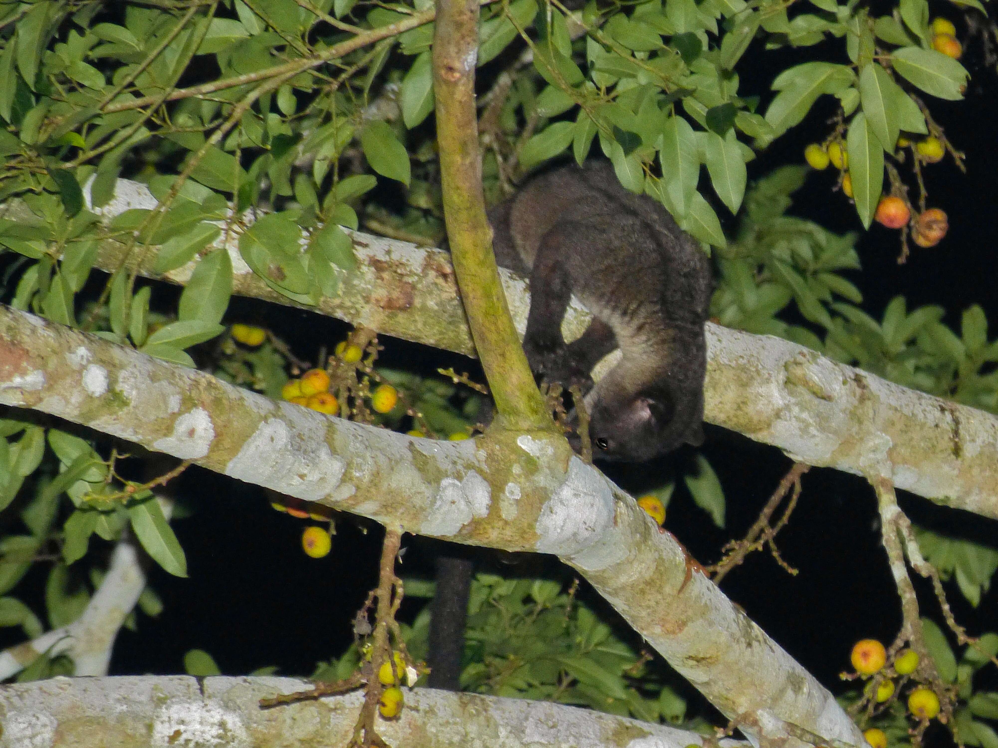 Image of Small-toothed Palm Civet