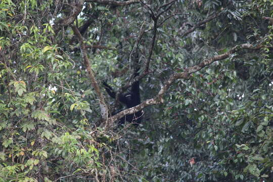 Image of Hoolock Gibbon