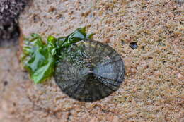 Image of Siphonaria lessonii Blainville 1827