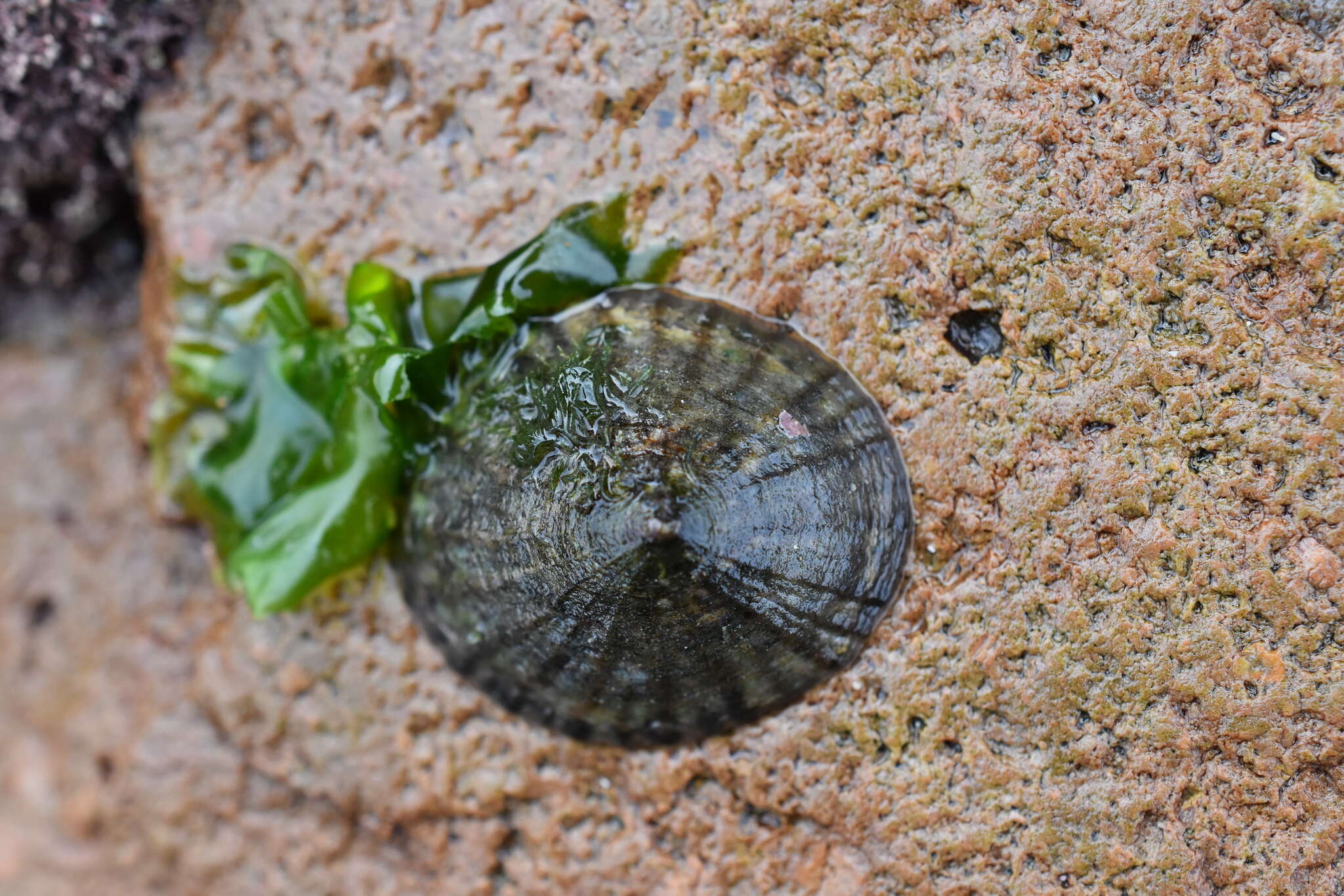 Image of Siphonaria lessonii Blainville 1827