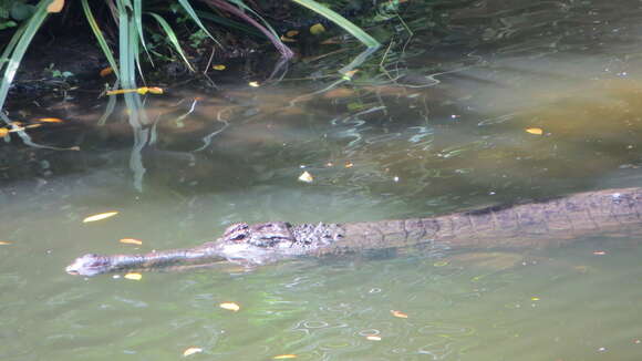 Image of Tomistoma