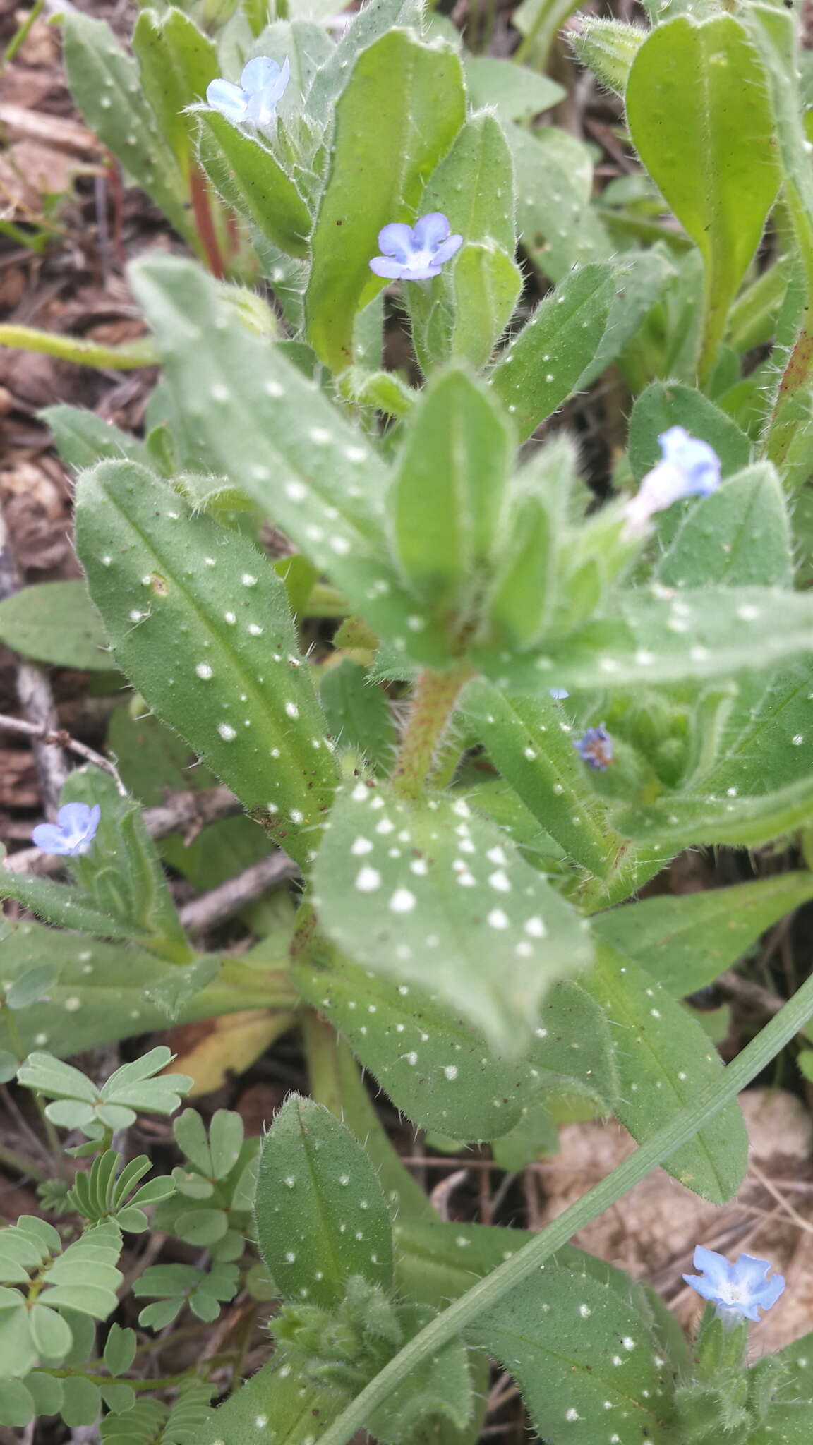 Image of Melanortocarya obtusifolia (Willd.) Selvi, Bigazzi, Hilger & Papini