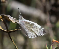 Image de Anthocharis lanceolata Lucas 1852