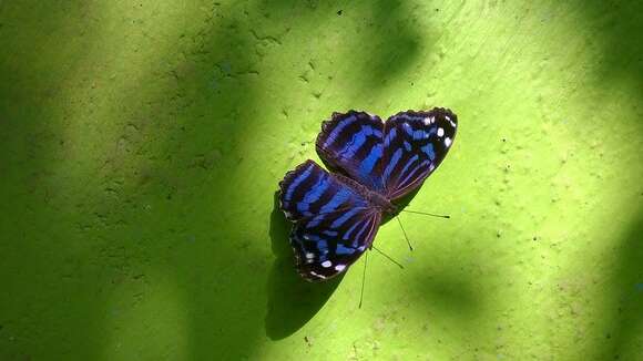 Image of Mexican Bluewing