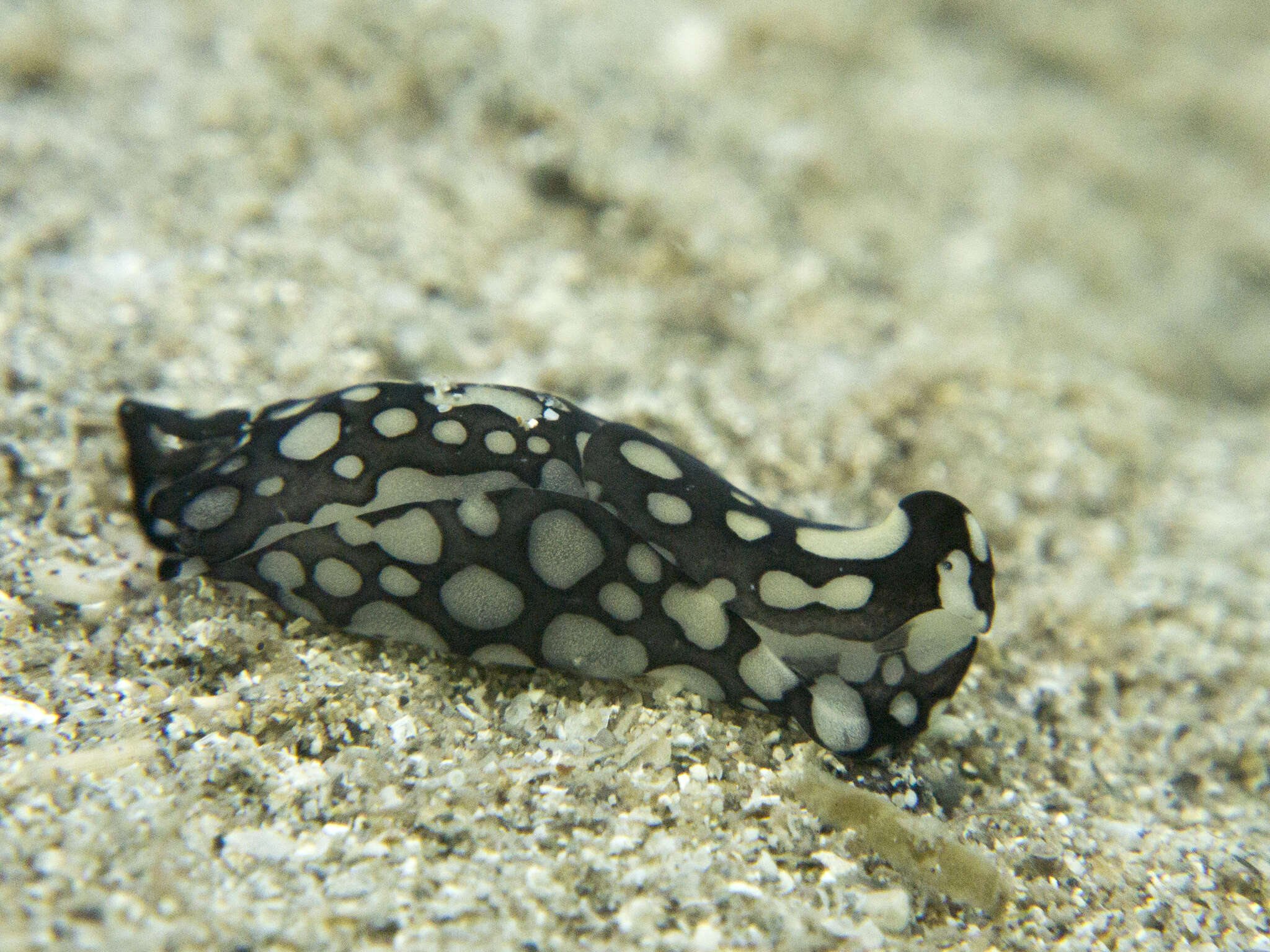 Image of Tubulophilinopsis Zamora-Silva & Malaquias 2017