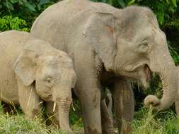 Image of Borneo elephant