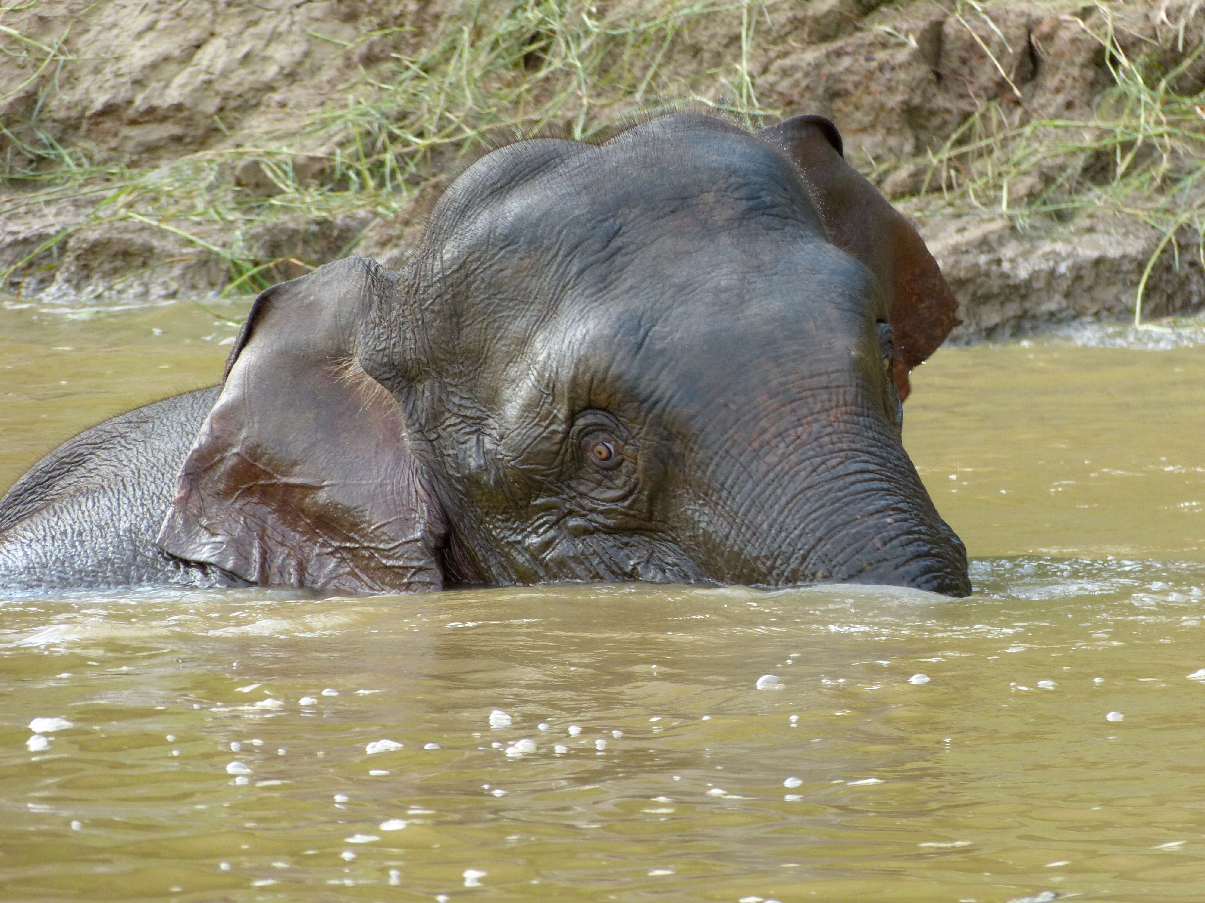 Image of Borneo elephant