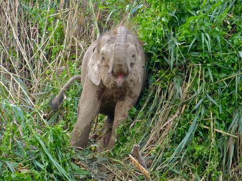 Plancia ëd Elephas maximus borneensis