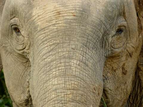 Image of Borneo elephant