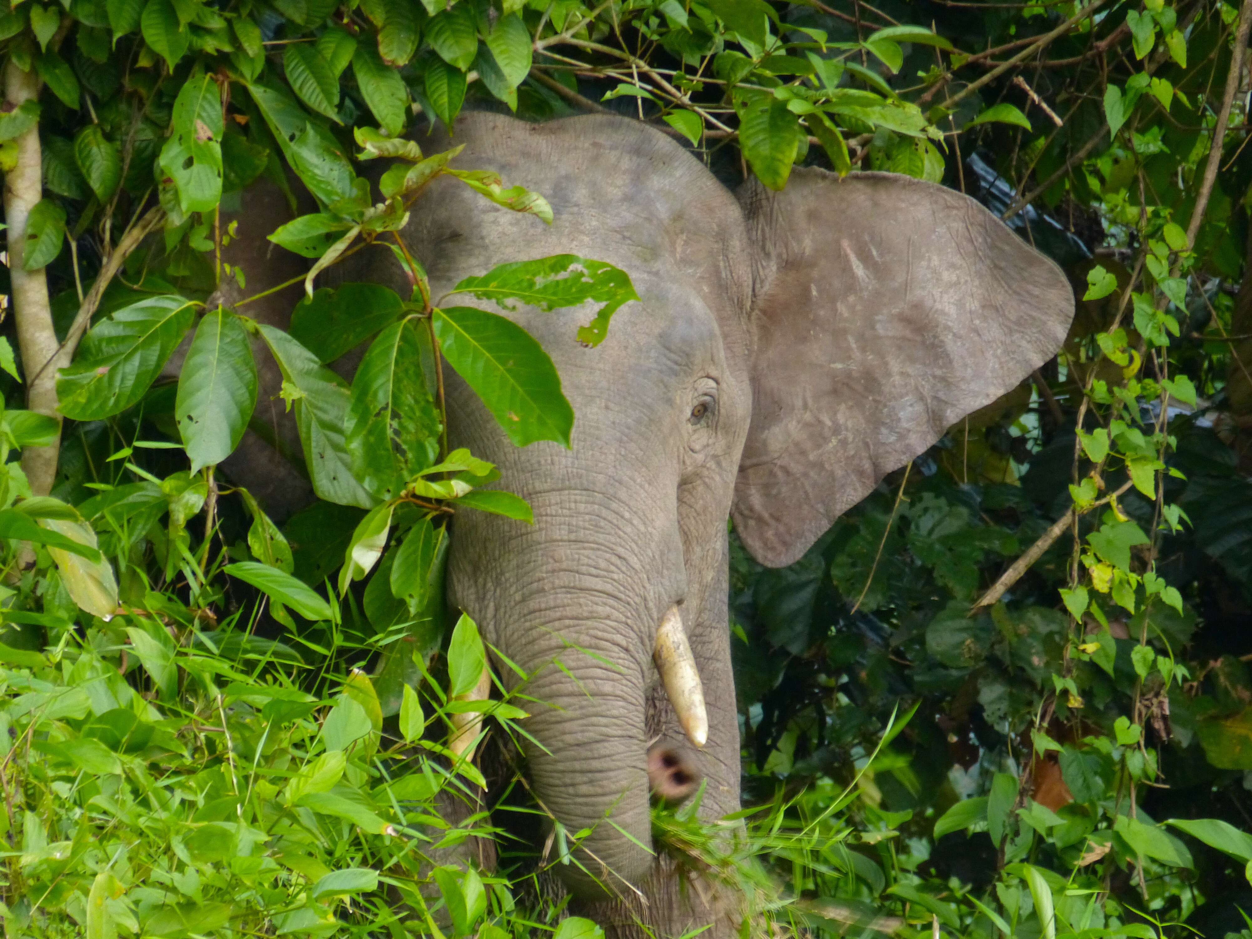 Image of Borneo elephant