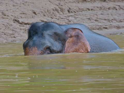 Image of Borneo elephant