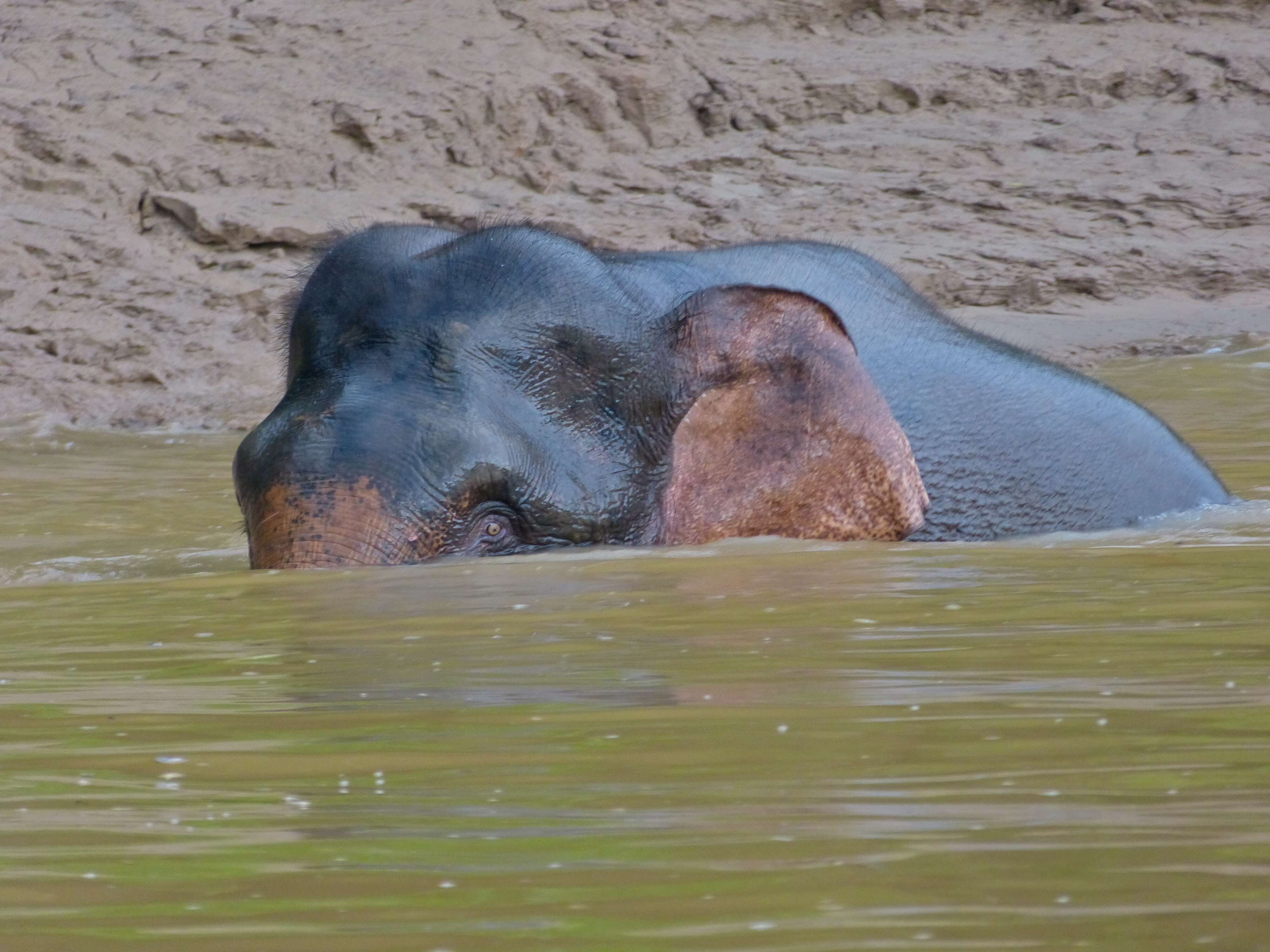 Image of Borneo elephant