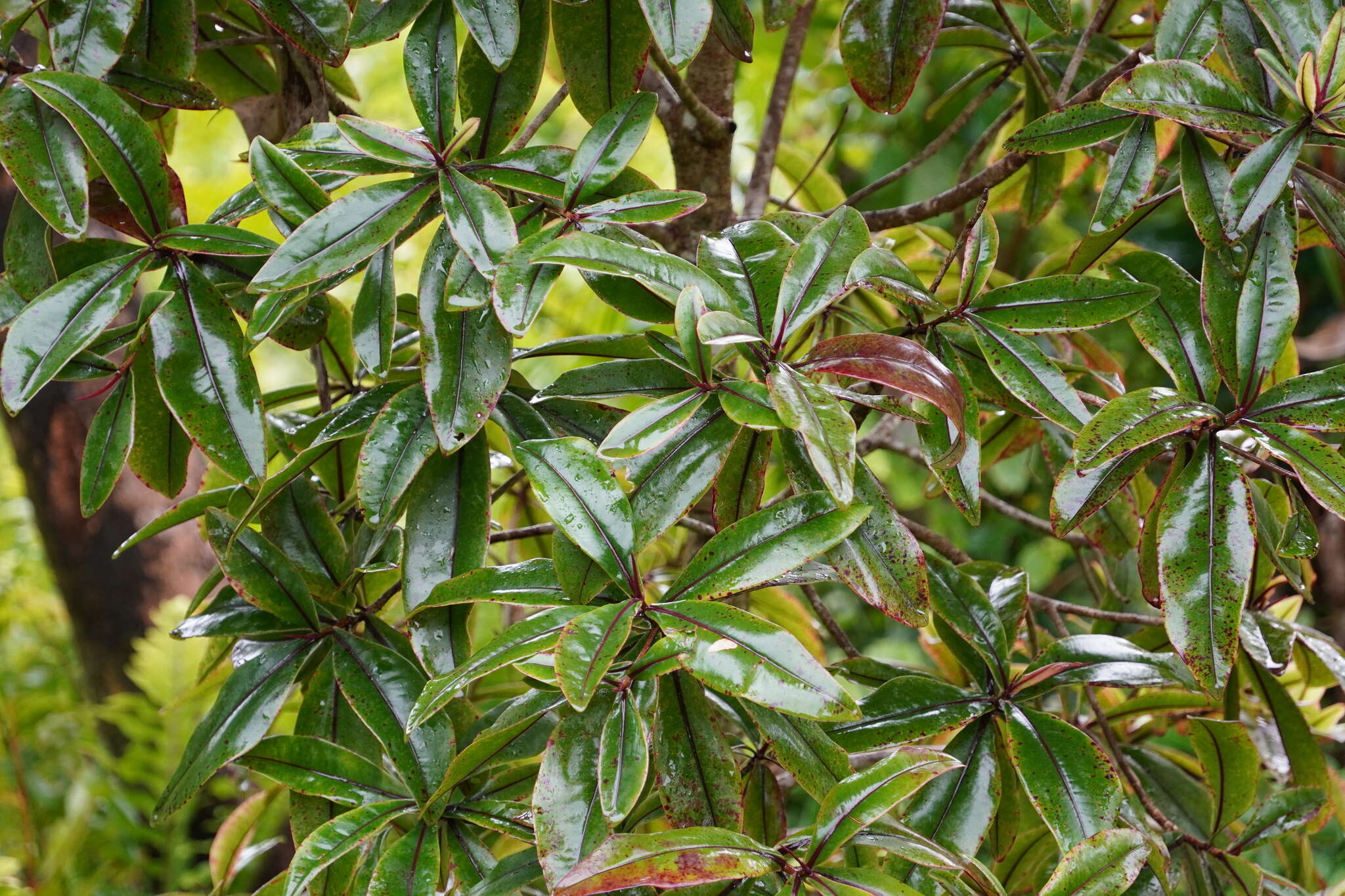 Image of Foetidia mauritiana Lam.