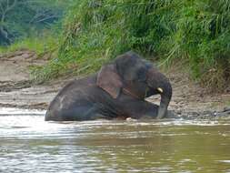 Image of Borneo elephant