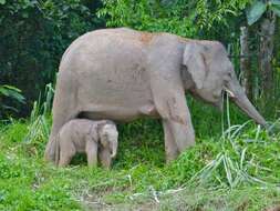 Image of Borneo elephant