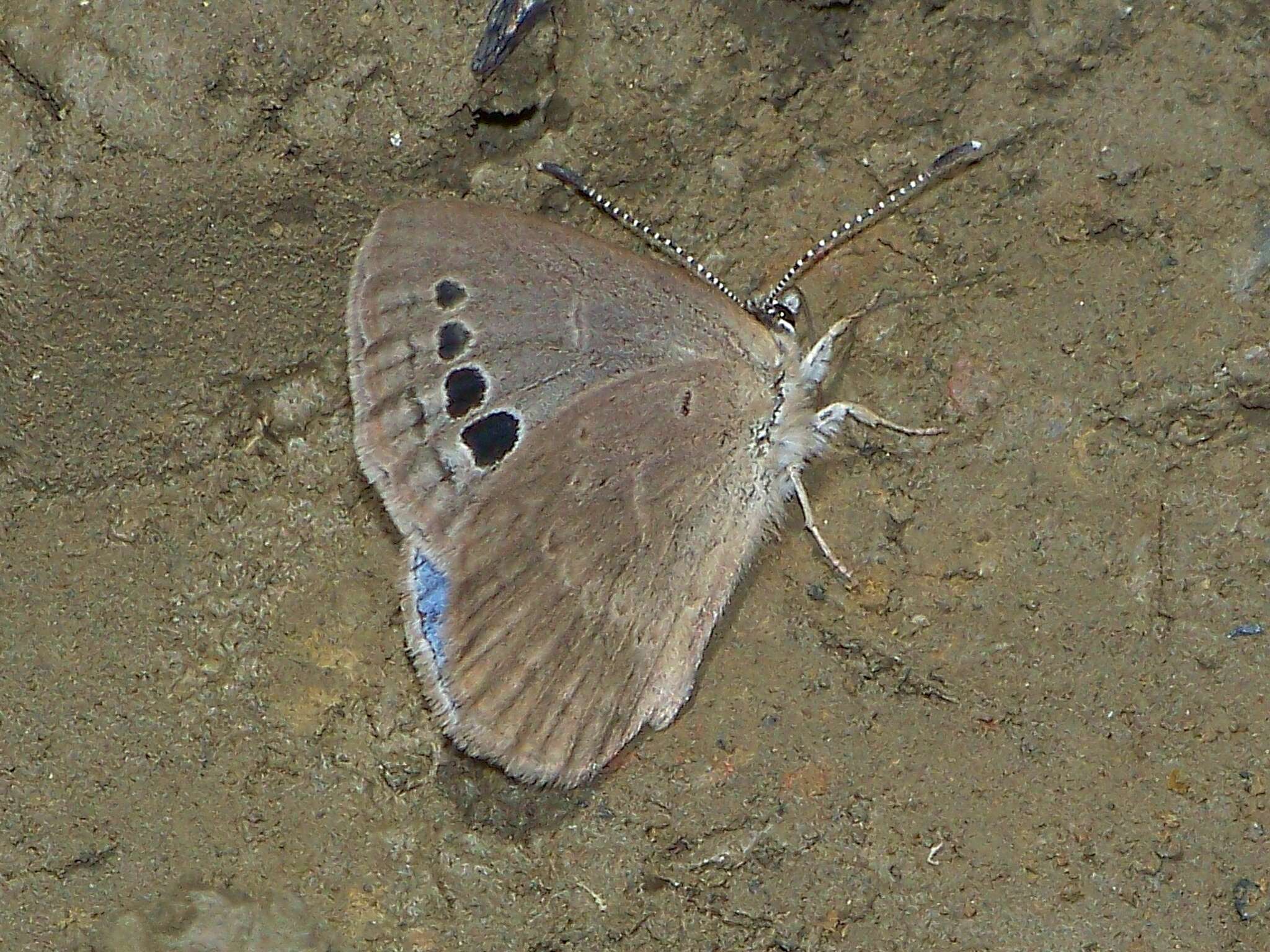 Image of Caerulea coeligena (Oberthür 1876)