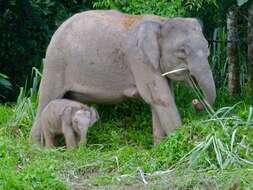 Image of Borneo elephant