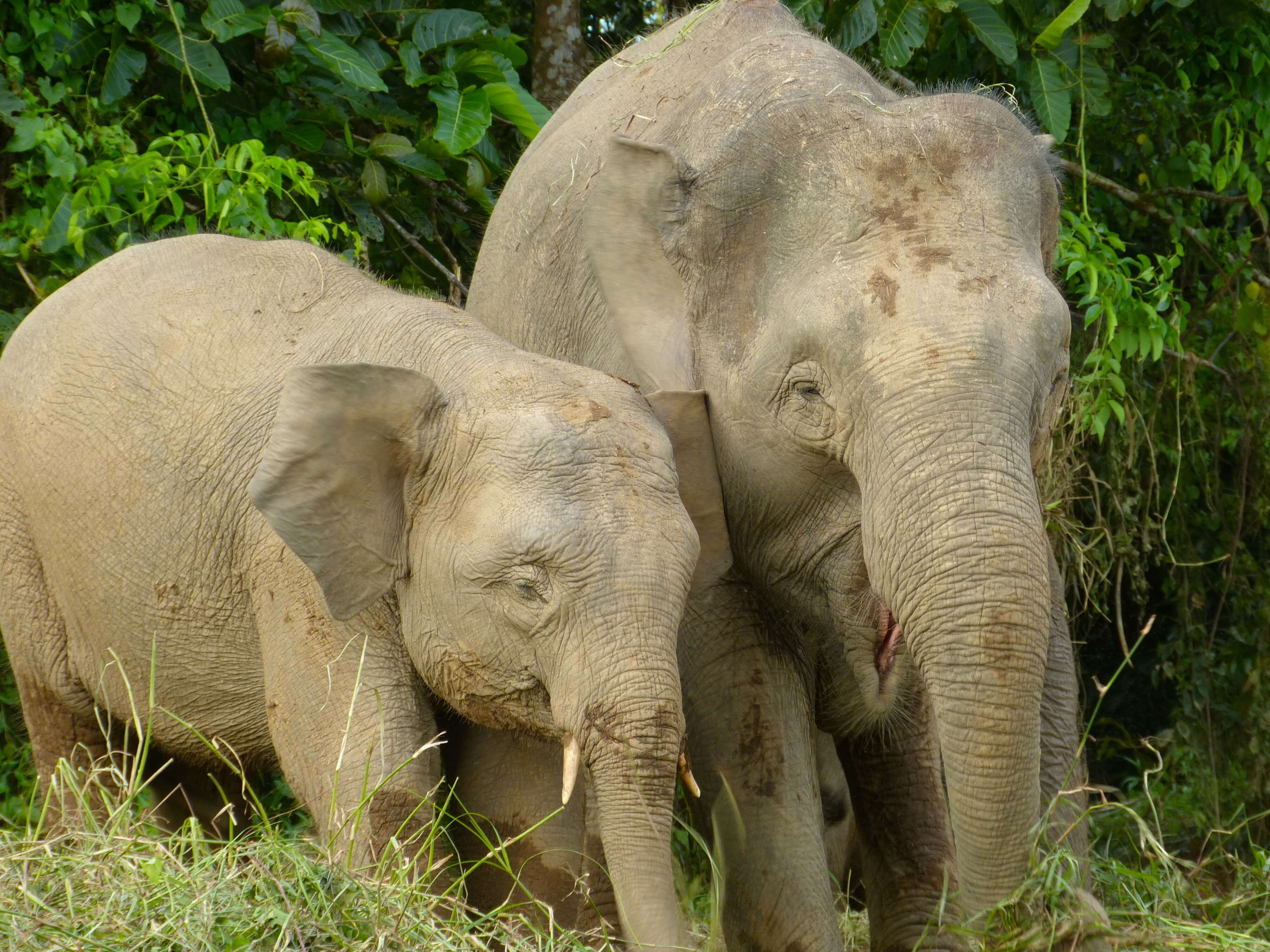 Image of Borneo elephant