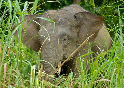 Image of Borneo elephant