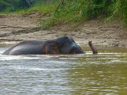 Image of Borneo elephant