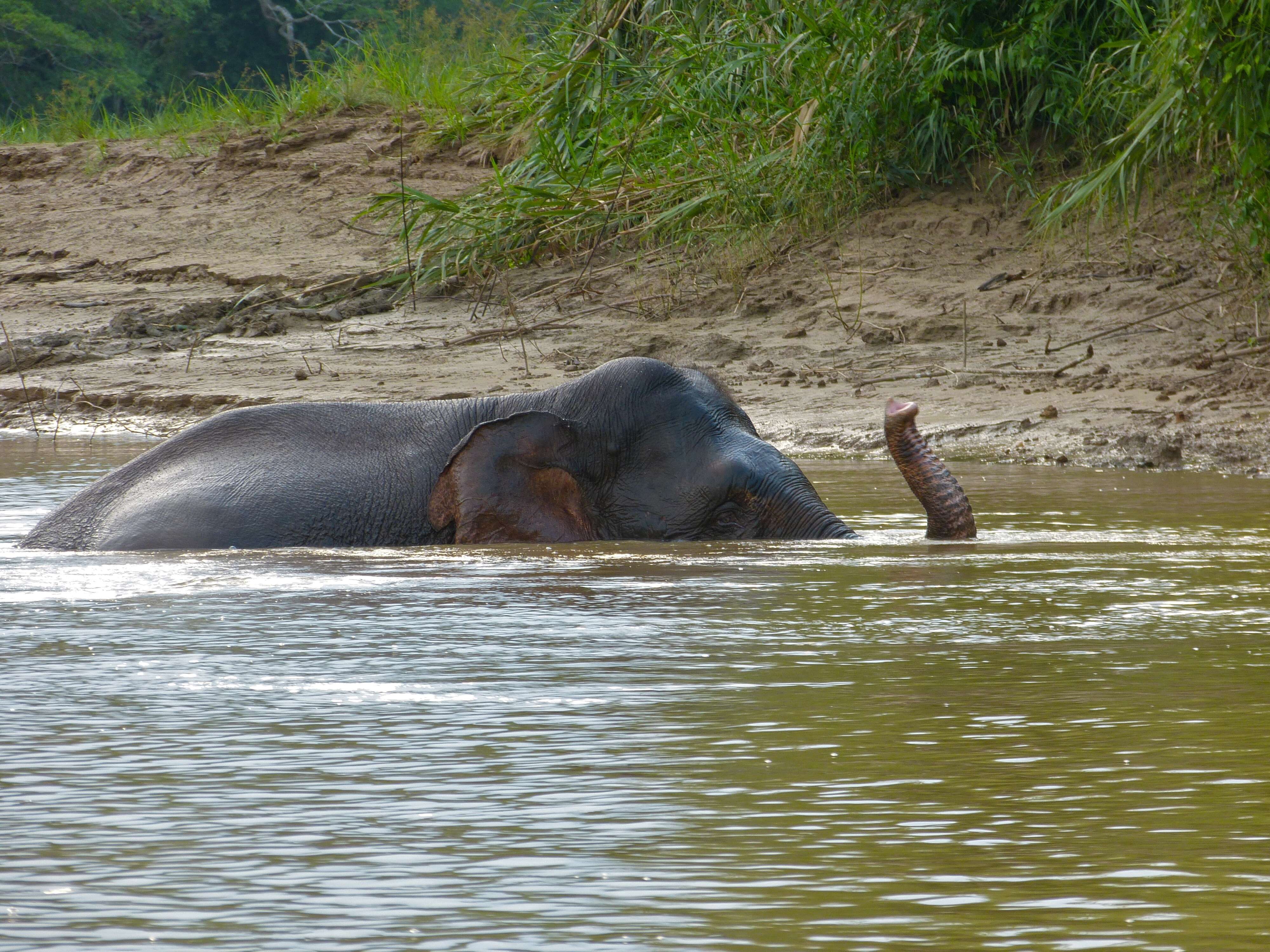 Image of Borneo elephant