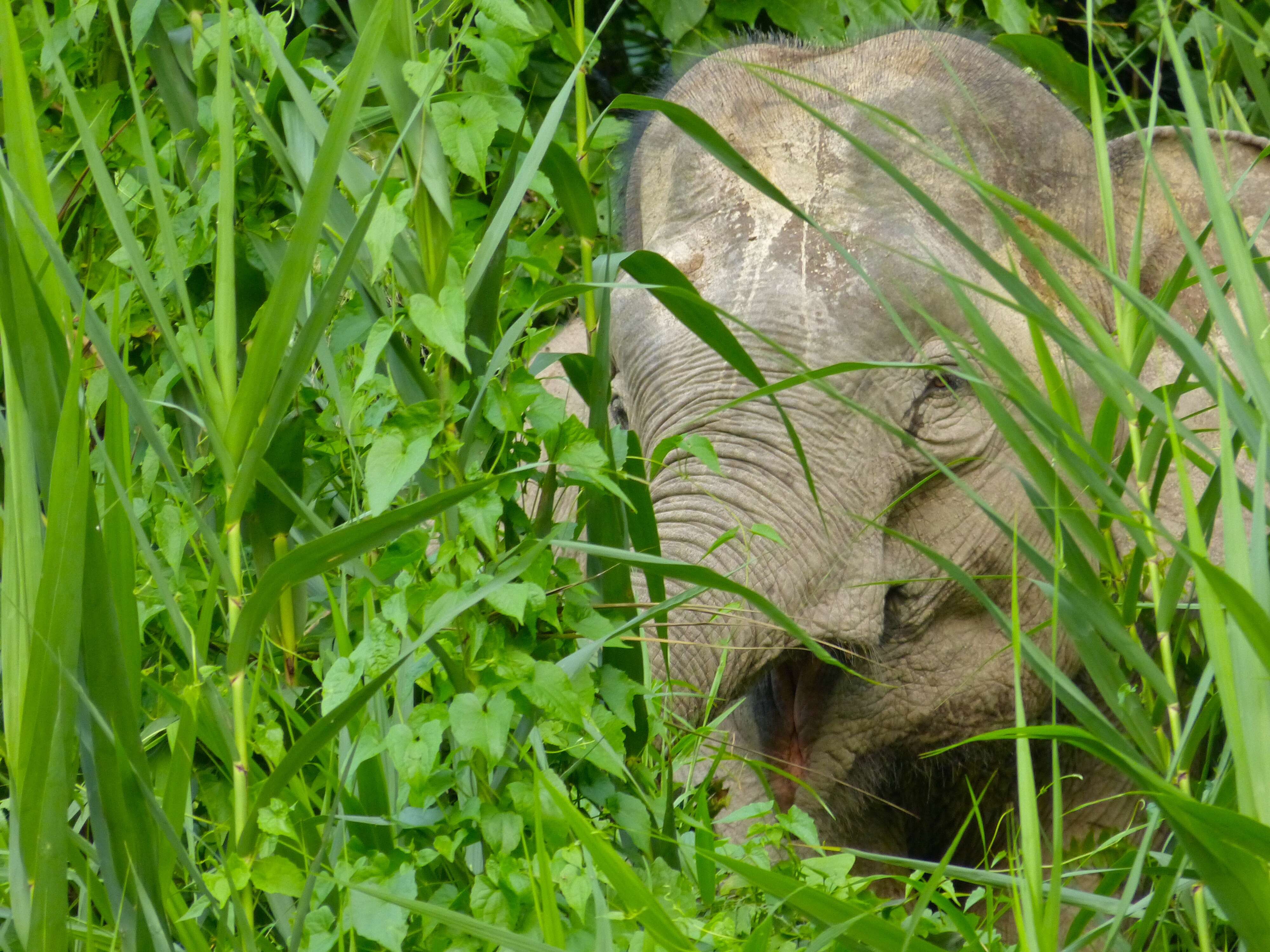 Image of Borneo elephant