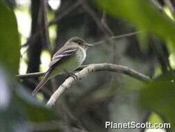 Imagem de Empidonax virescens (Vieillot 1818)