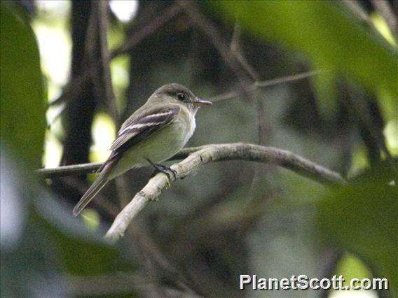 Image of Acadian Flycatcher