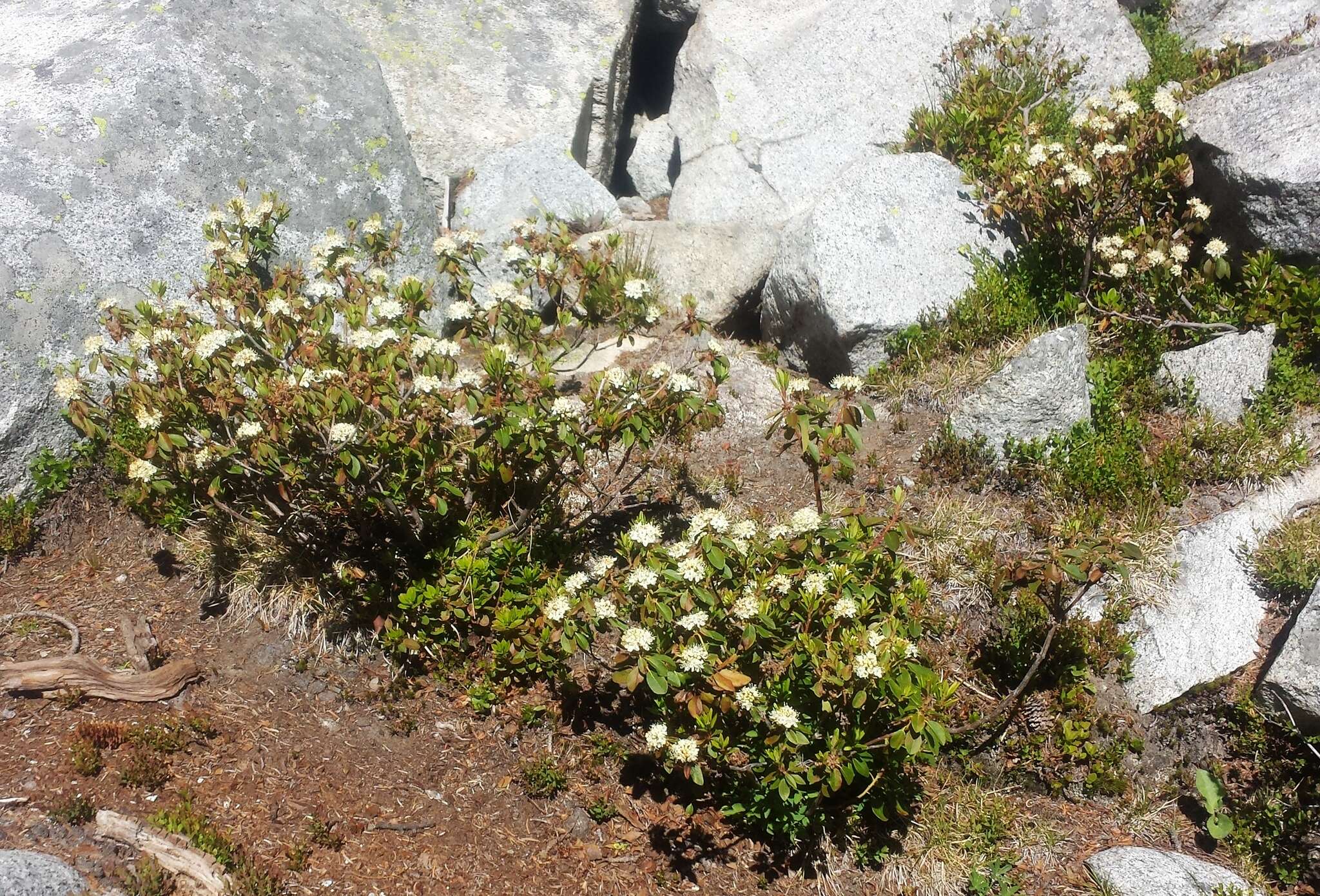 Image de Rhododendron columbianum (Piper) Harmaja