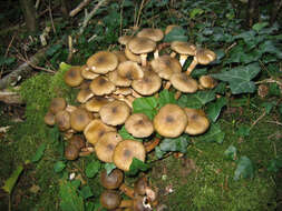 Image of Honey Fungus