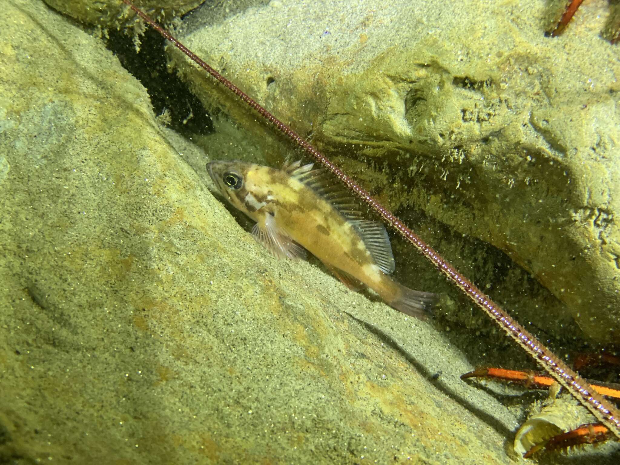 Image of Squarespot rockfish